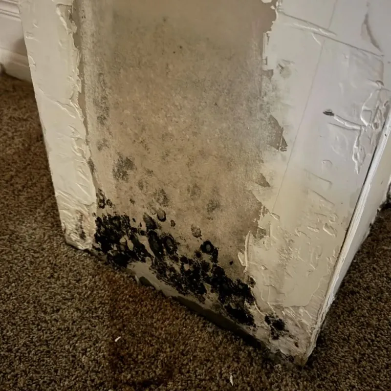 Professional Mold Removal in Lauderdale County, TN